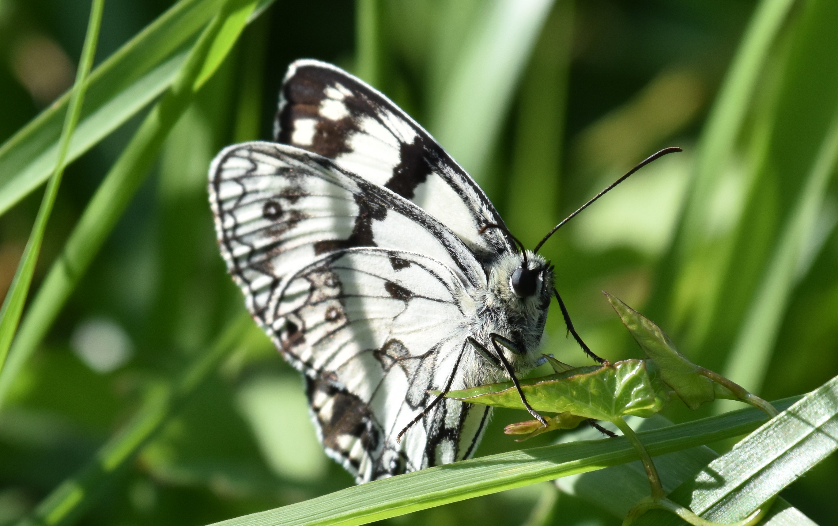 papillon